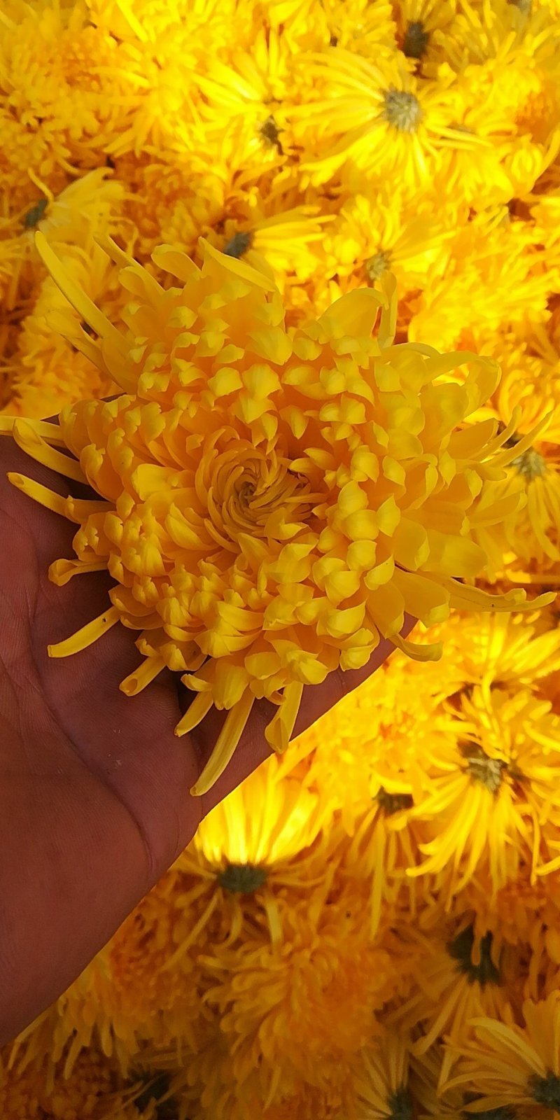 精品金丝皇菊