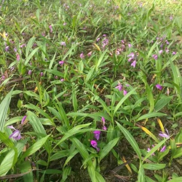 大白芨苗子