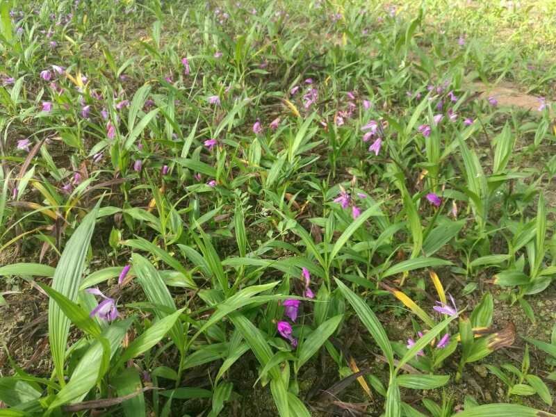 大白芨苗子