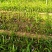 大白芨苗子
