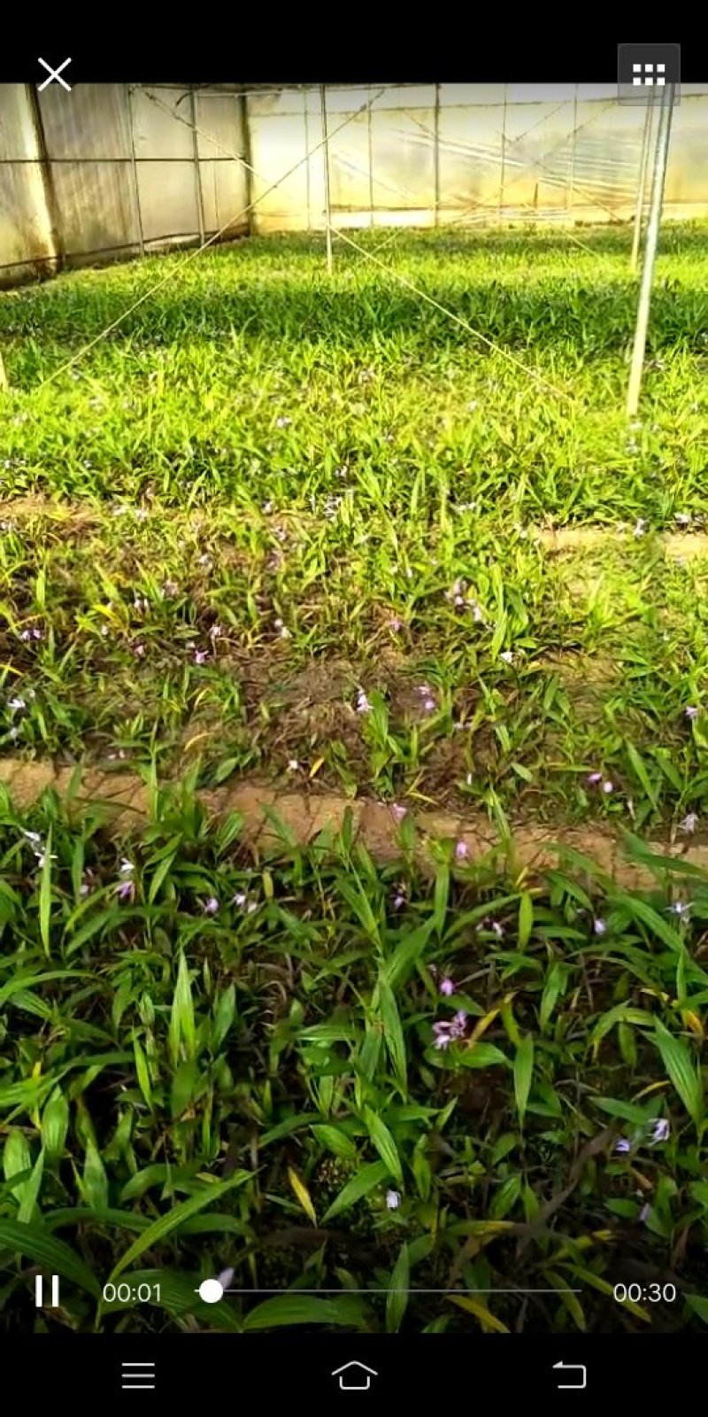 大白芨苗子