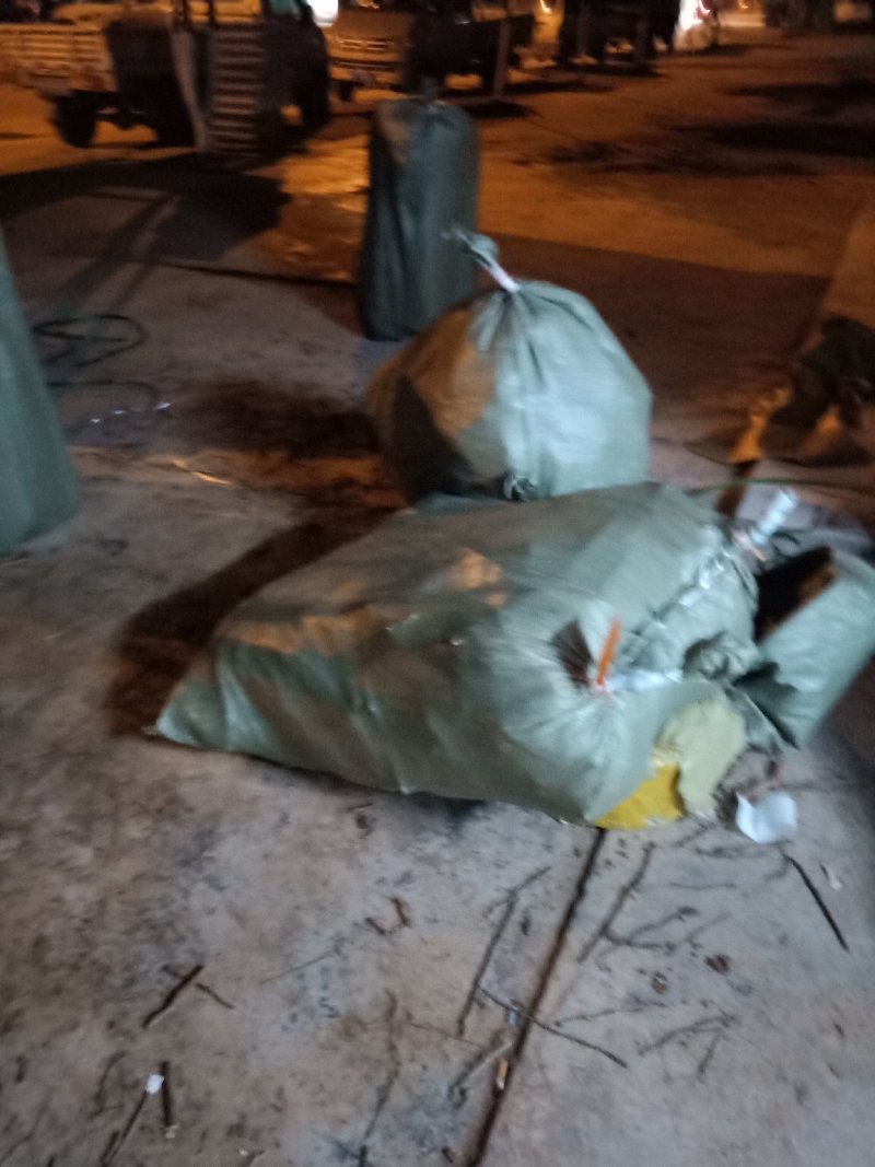 蜂糖李苗产地直供免费技术指导支持线上保障交易
