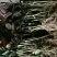 正品紫叶红心番石榴苗