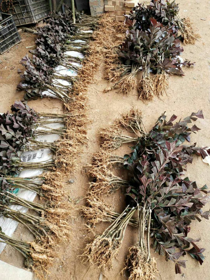 正品紫叶红心番石榴苗