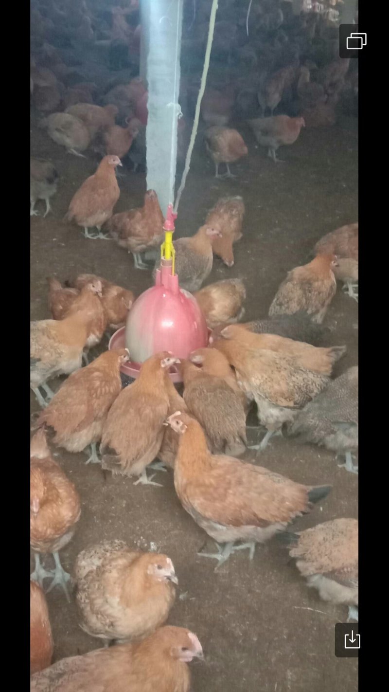 青脚麻鸡出售