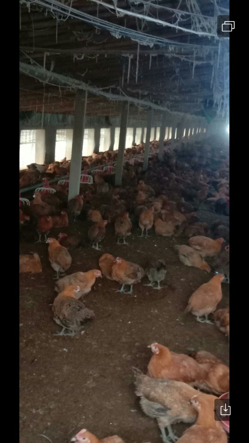 青脚麻鸡出售
