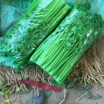 美国西芹大棚种植无苔