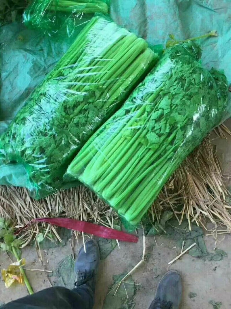 美国西芹大棚种植无苔