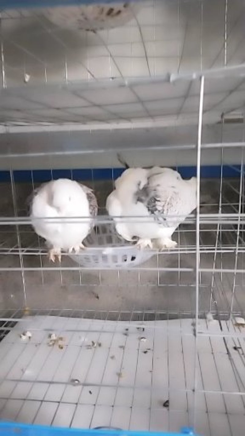 观赏鸽，产地直销，量大从优