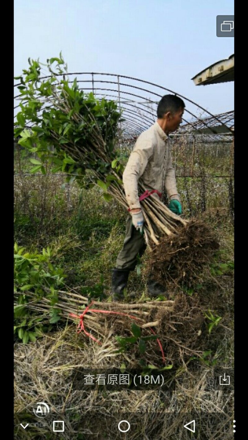 橘子树。桂花。