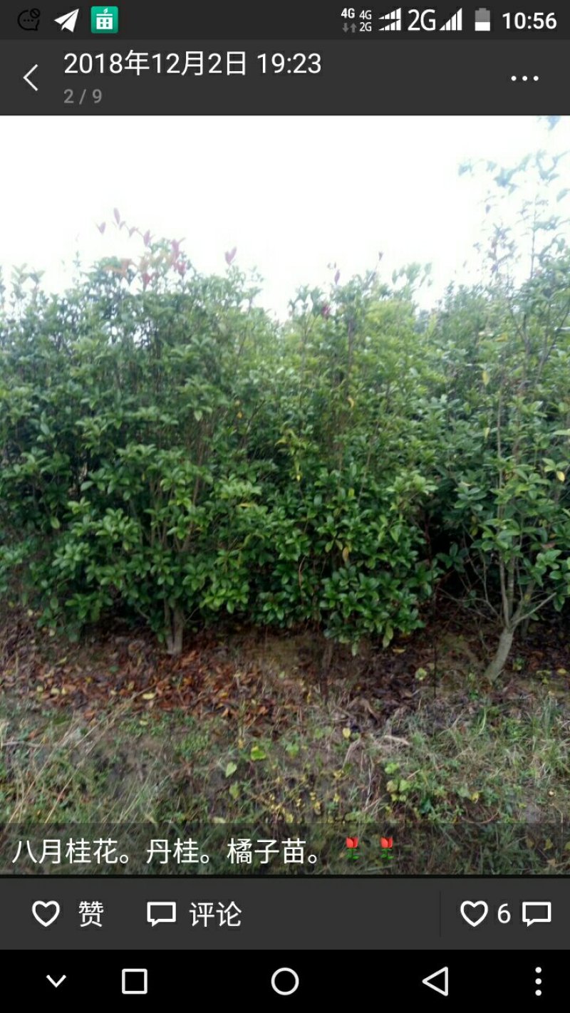 橘子树。桂花。