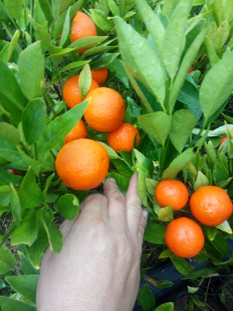 橘子树。桂花。