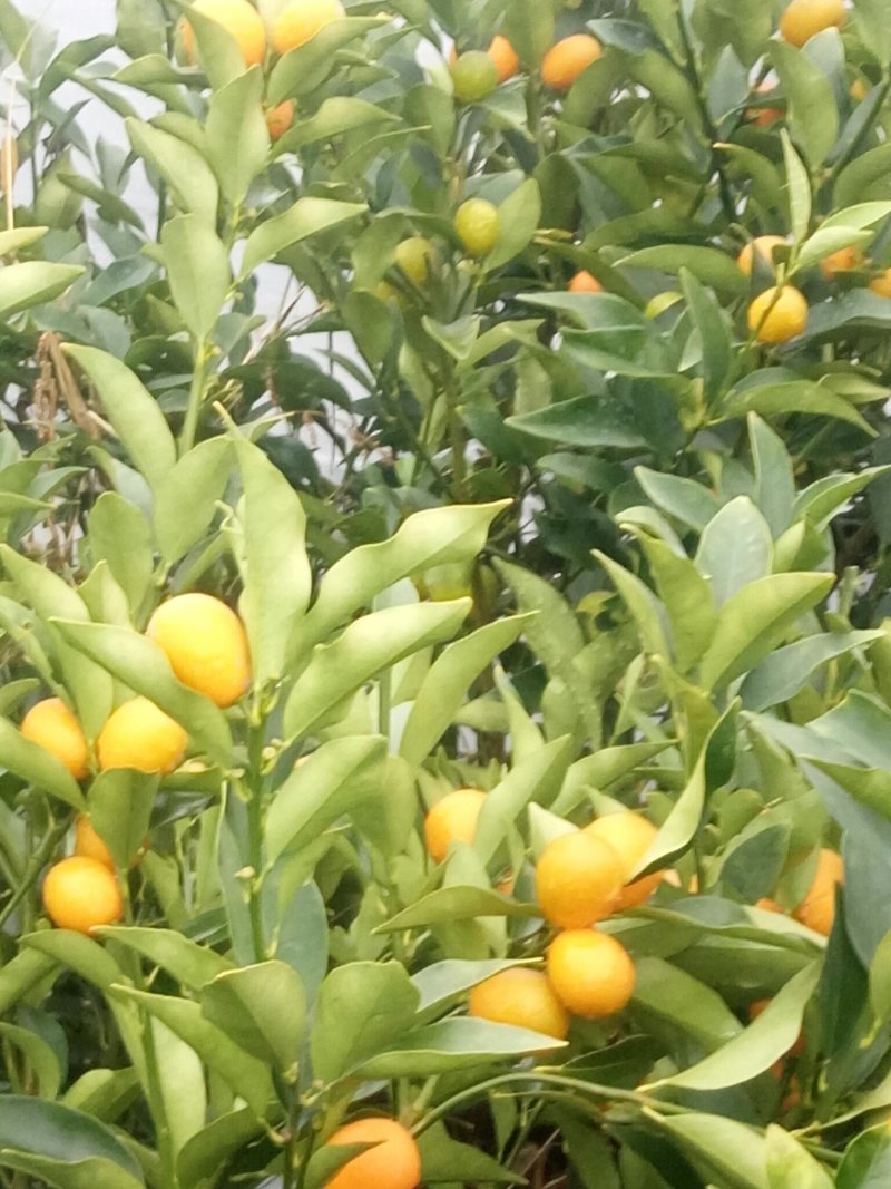 橘子树。桂花。
