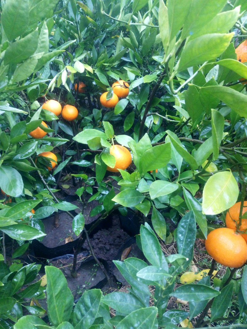 橘子树。桂花。