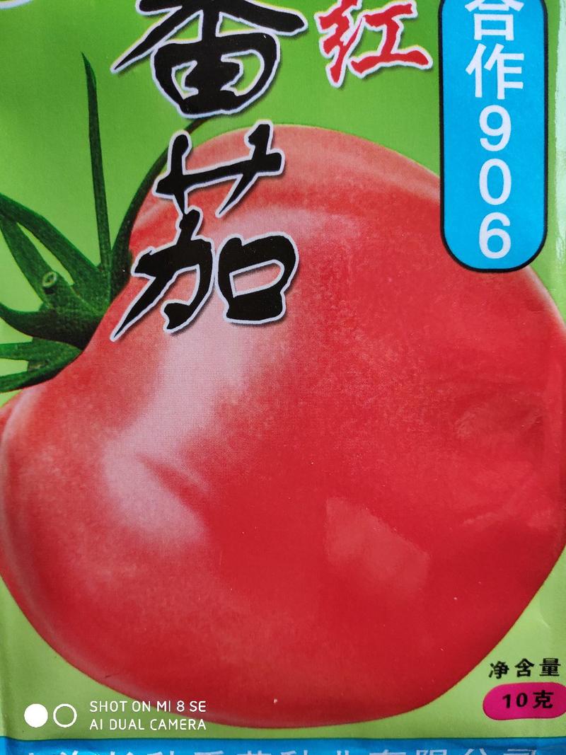 合作906粉果番茄种子