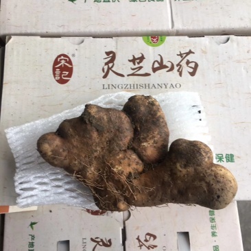 灵芝山药