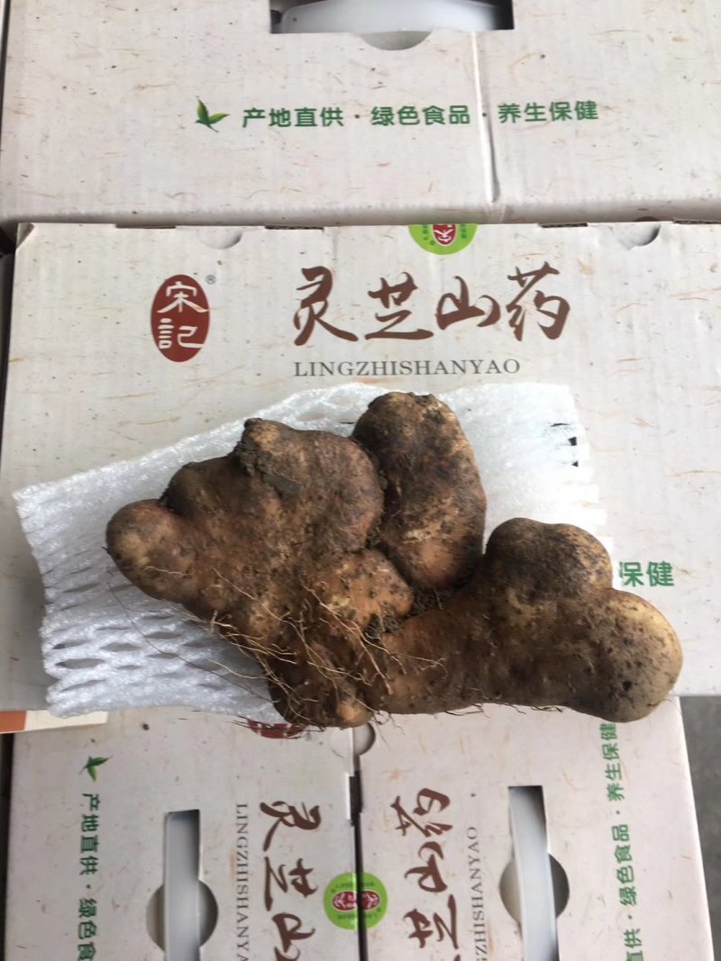 灵芝山药