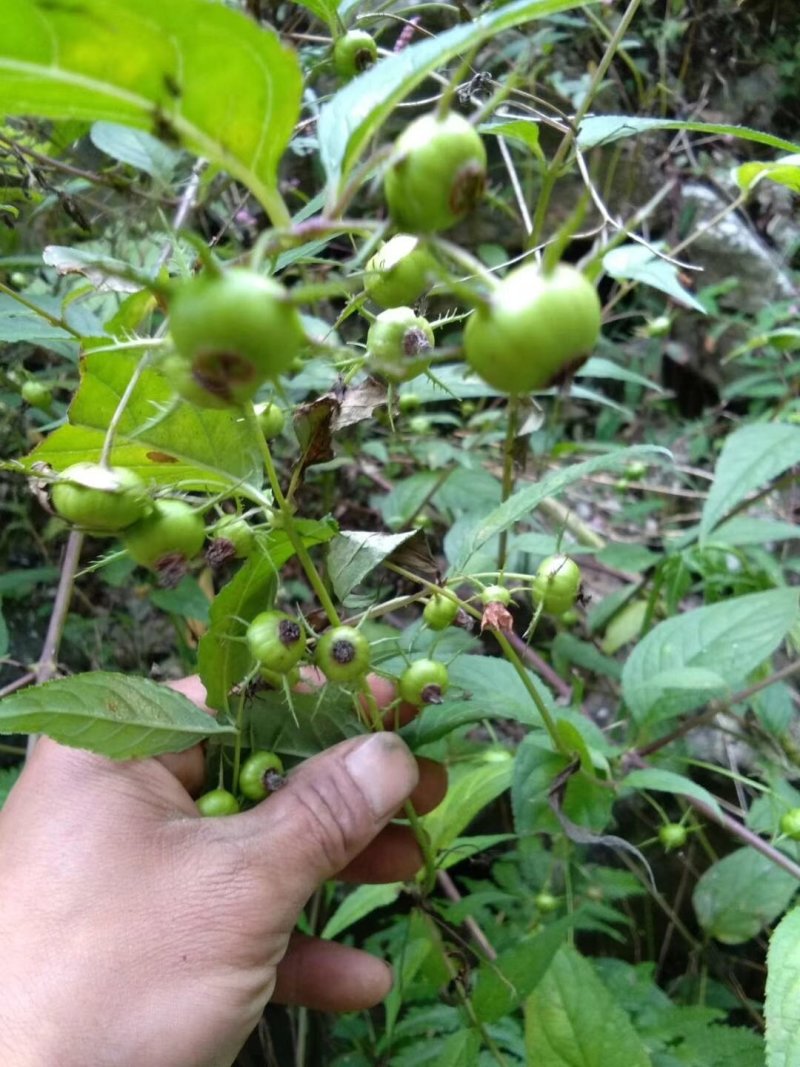 特色水果蜘蛛果红果参种植基地鲜果批发脆甜爽口