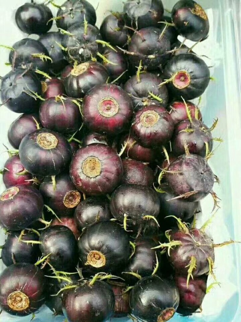 特色水果蜘蛛果红果参种植基地鲜果批发脆甜爽口