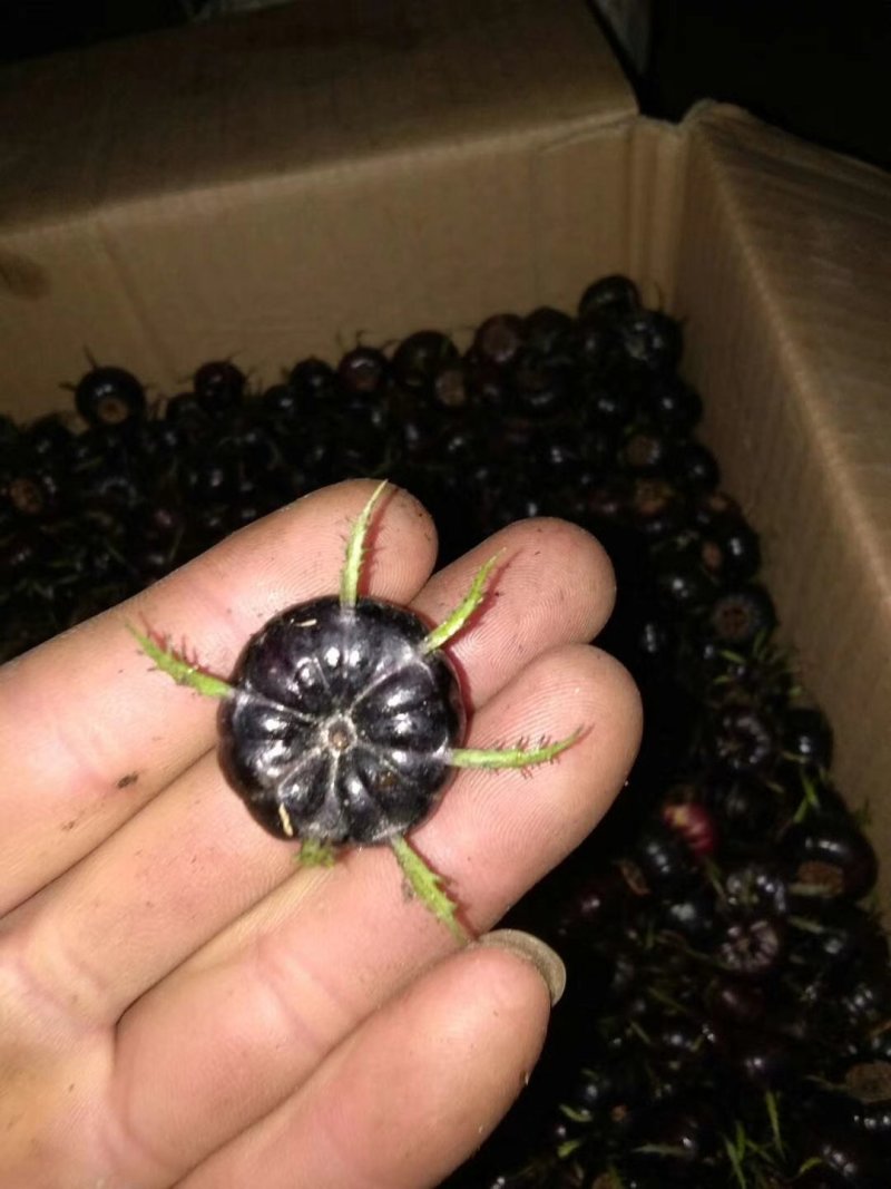 特色水果蜘蛛果红果参种植基地鲜果批发脆甜爽口