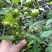 特色水果蜘蛛果红果参种植基地鲜果批发脆甜爽口