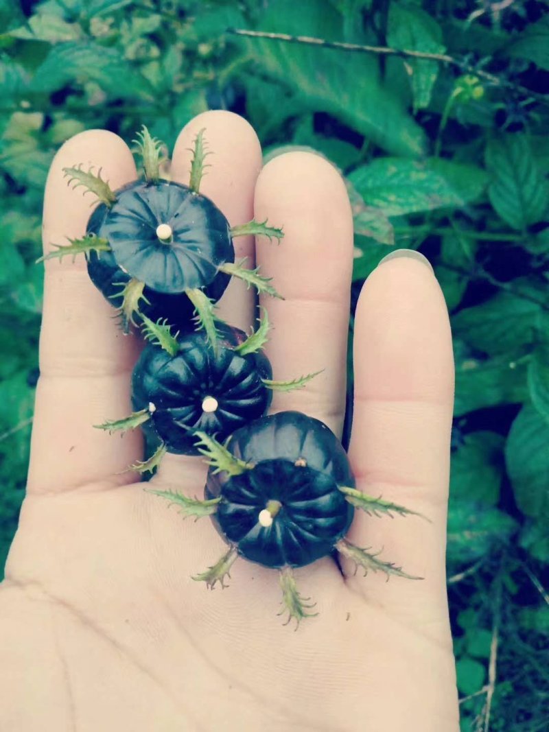 特色水果蜘蛛果红果参种植基地鲜果批发脆甜爽口