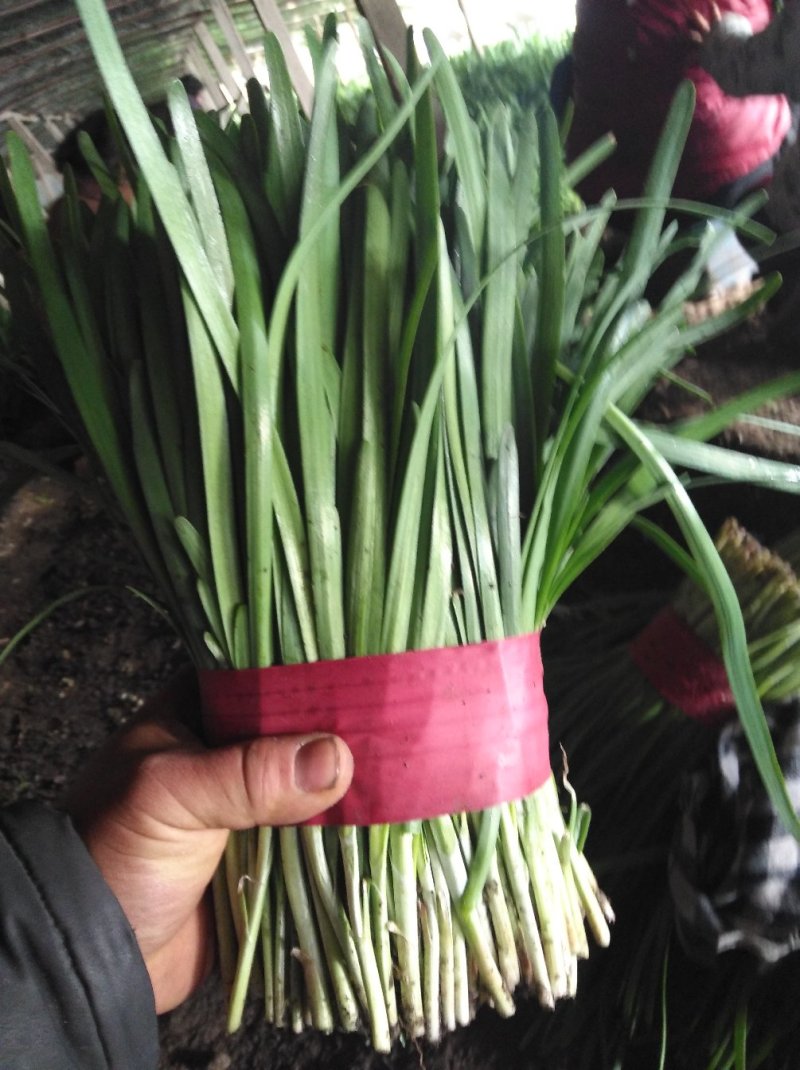 头刀韭菜大叶韭菜蔬菜批发～货源充足质量好价格便宜