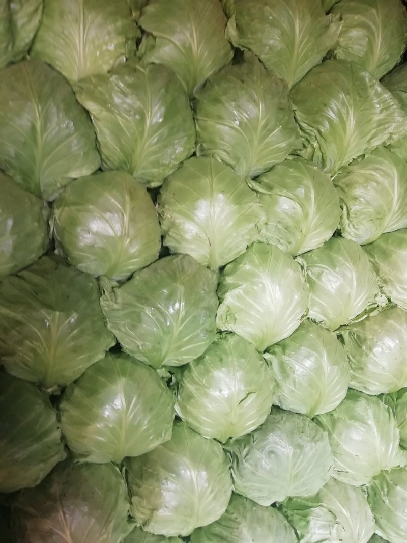 甘蓝，暖棚精选8398上市中，真诚交各地朋友！