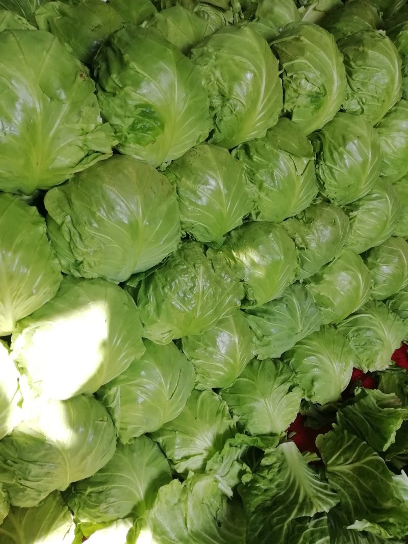 甘蓝，暖棚精选8398上市中，真诚交各地朋友！