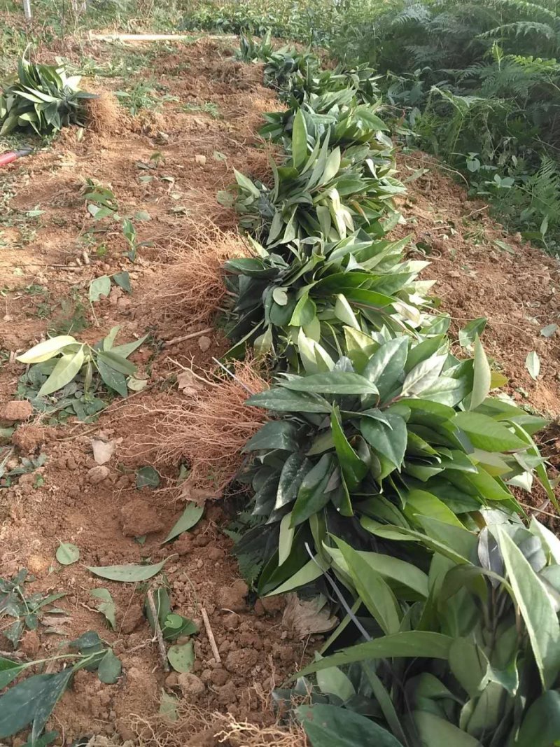 快递包邮黑老虎布福娜鲜果江西湖南基地现摘