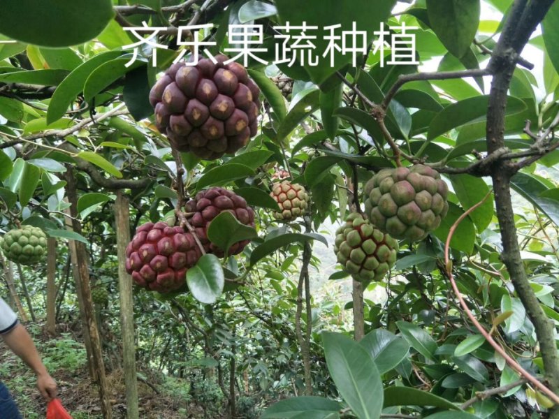 快递包邮黑老虎布福娜鲜果江西湖南基地现摘