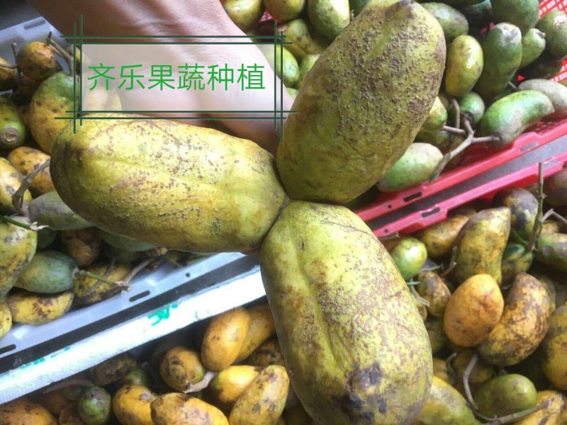 九月黄大苗挂果快成活率高的九月瓜种苗