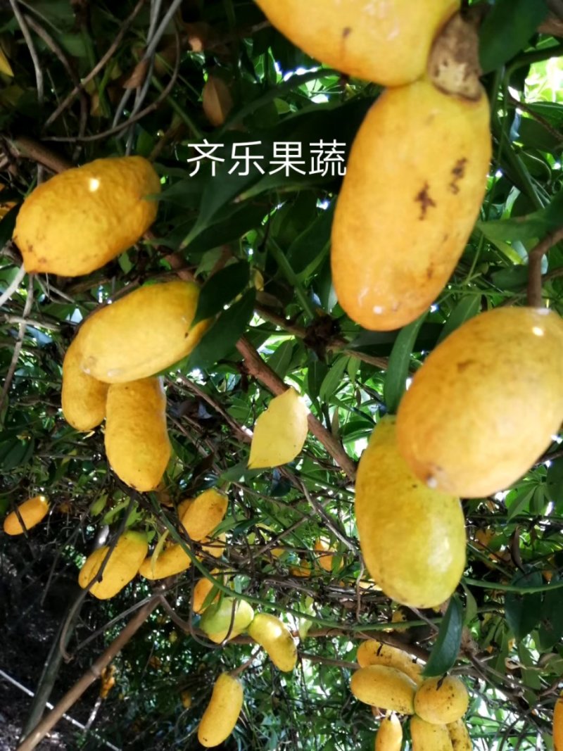 九月黄大苗挂果快成活率高的九月瓜种苗
