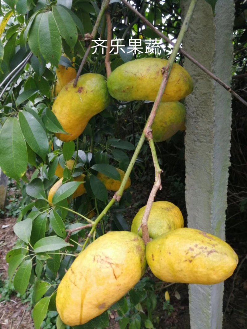 九月黄大苗挂果快成活率高的九月瓜种苗