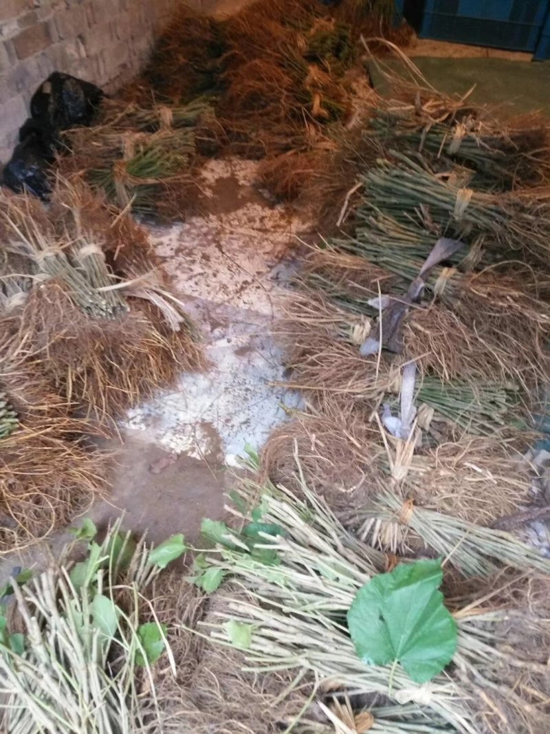 超级长果桑苗台湾长桑无籽大桑基地嫁接裸根苗挂果快