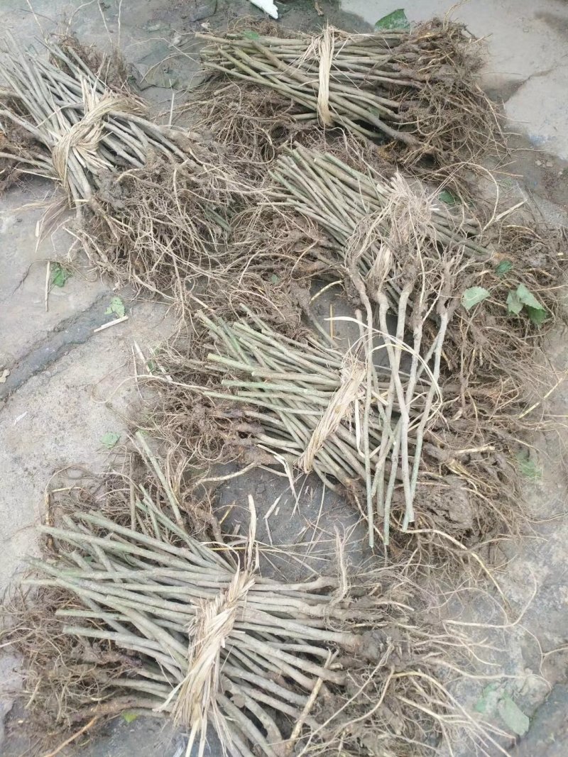超级长果桑苗台湾长桑无籽大桑基地嫁接裸根苗挂果快