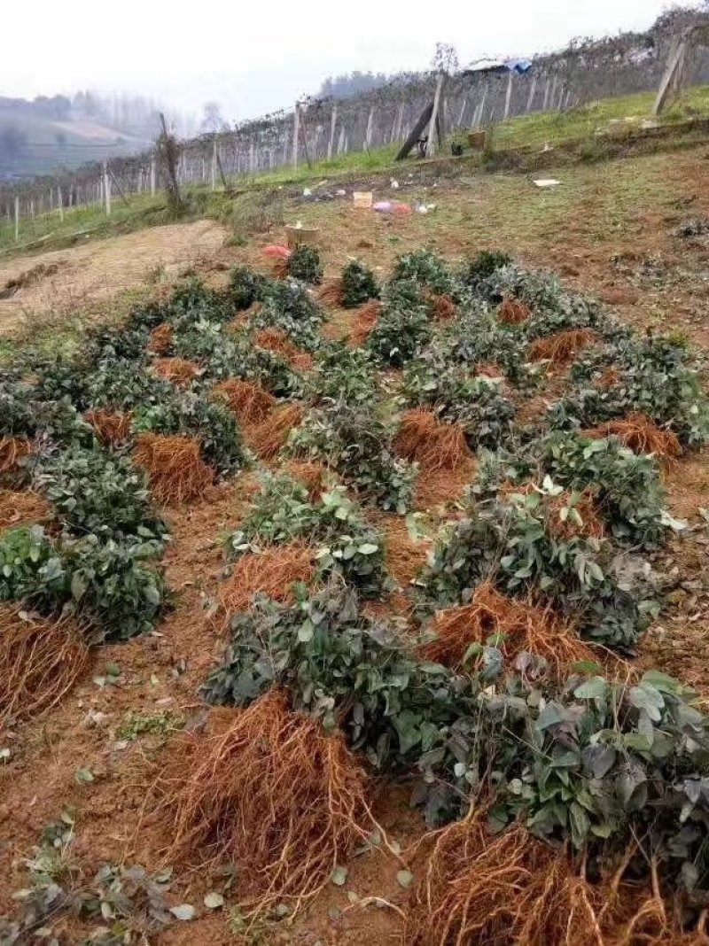 批发八月炸八月瓜苗紫色新品种根系发达实生苗结果快
