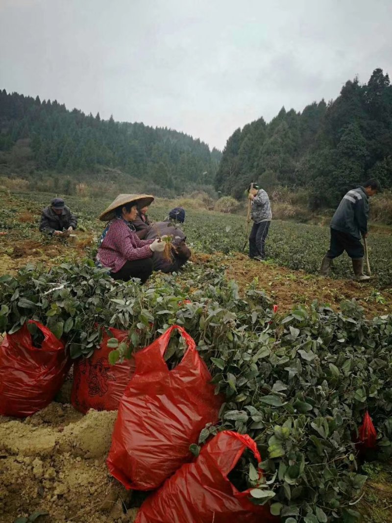 批发八月炸八月瓜苗紫色新品种根系发达实生苗结果快