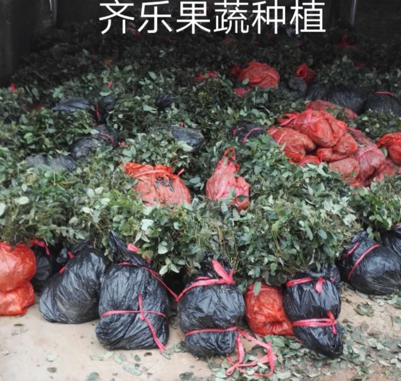 批发八月炸八月瓜苗紫色新品种根系发达实生苗结果快
