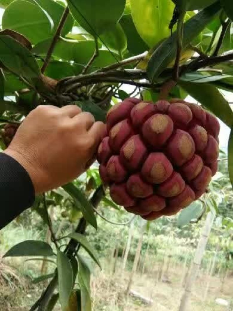 黑老虎种植苗圃基地直销成活率高的实生苗根系发达
