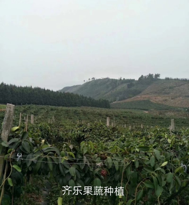 黑老虎种植苗圃基地直销成活率高的实生苗根系发达