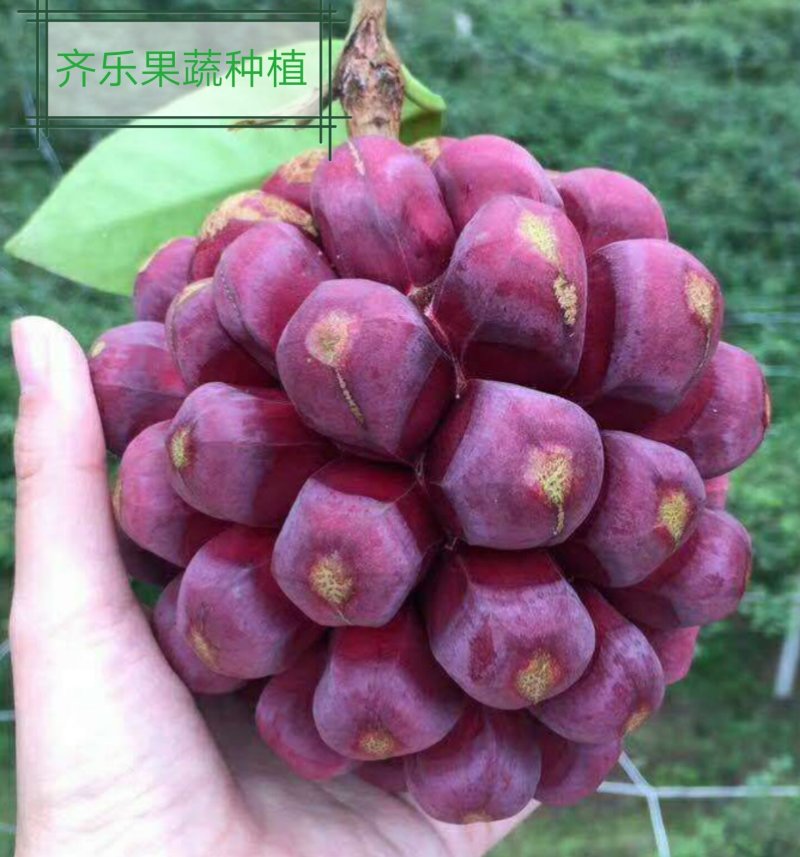 黑老虎种植苗圃基地直销成活率高的实生苗根系发达