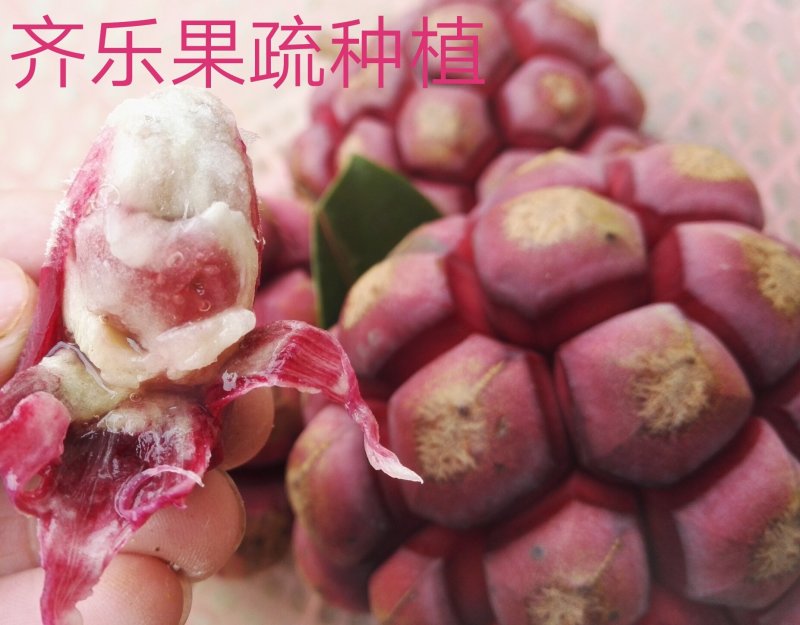 黑老虎种植苗圃基地直销成活率高的实生苗根系发达