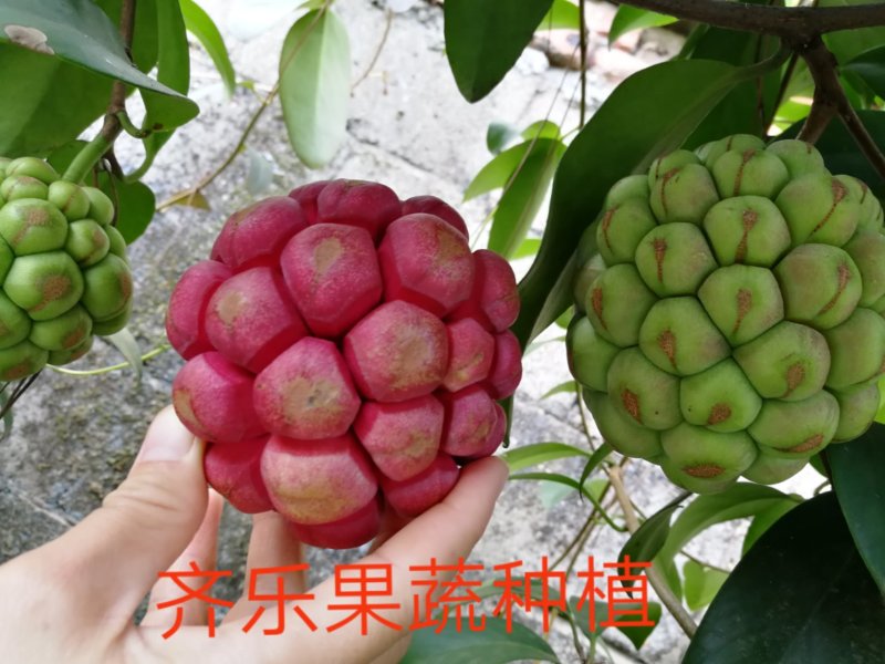 黑老虎种植苗圃基地直销成活率高的实生苗根系发达