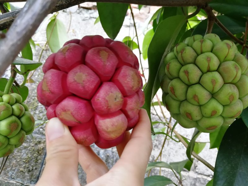 黑老虎种植苗圃基地直销成活率高的实生苗根系发达