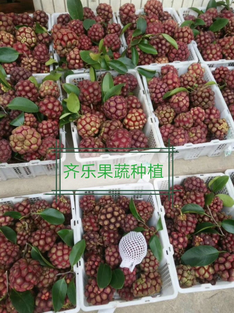 黑老虎种植苗圃基地直销成活率高的实生苗根系发达