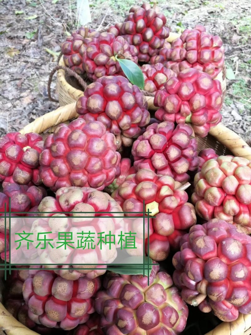 黑老虎种植苗圃基地直销成活率高的实生苗根系发达
