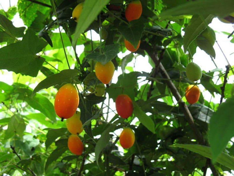 红参果种子红蜜果种植江西基地发货当年结果