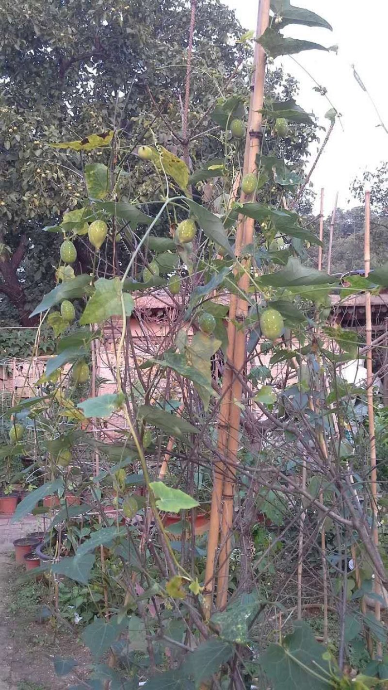 红参果种子红蜜果种植江西基地发货当年结果