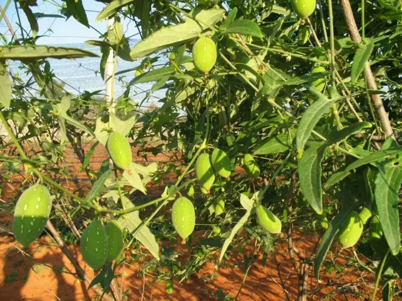 红参果种子红蜜果种植江西基地发货当年结果